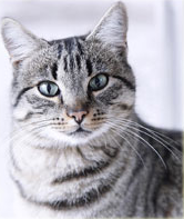 Can't stop your cat peeing in the house? Then worry no more...