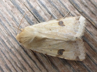 Bordered Straw