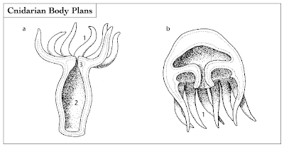 Cnidarians have two body plans: either a vase-shaped polyp (a) or a bellshaped medusa (b). Each plan is equipped with tentacles (1), a gastrovascular cavity (2), and a single body opening, the mouth (3).