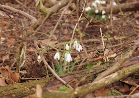 The time between winter and spring in Norfolk