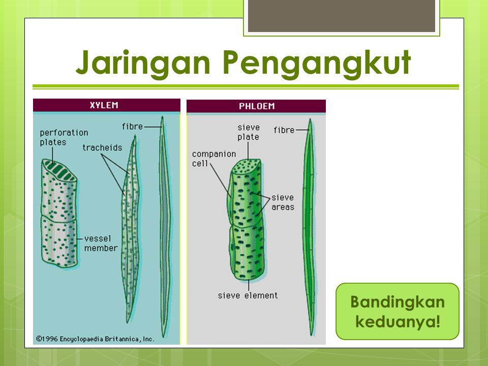 Struktur dan Fungsi Jaringan  Tumbuhan Terdapat Pada Akar 