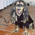 Haiwan Aneh Yang Menyerupai Anjing Ditangkap Di Padang Pasir
