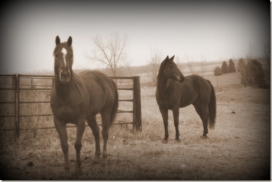 horses 082a