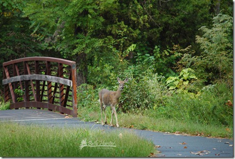 deer