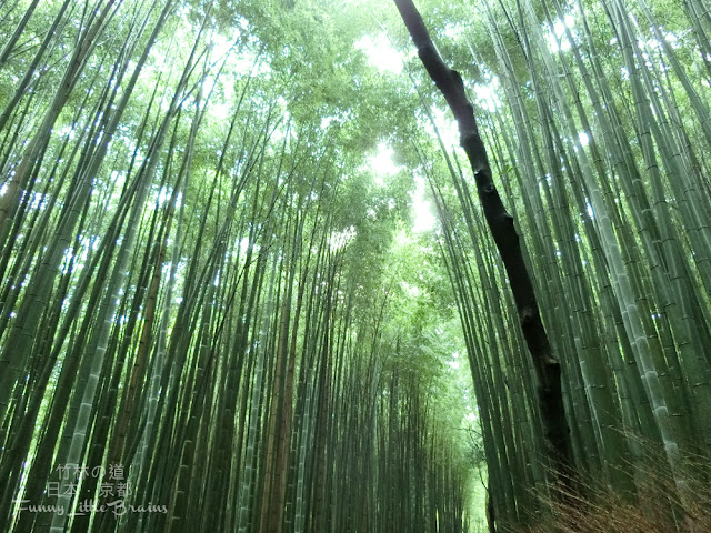 【日本．京都】竹林步道、嵐山商店街、渡月橋｜嵯峨嵐山半日遊