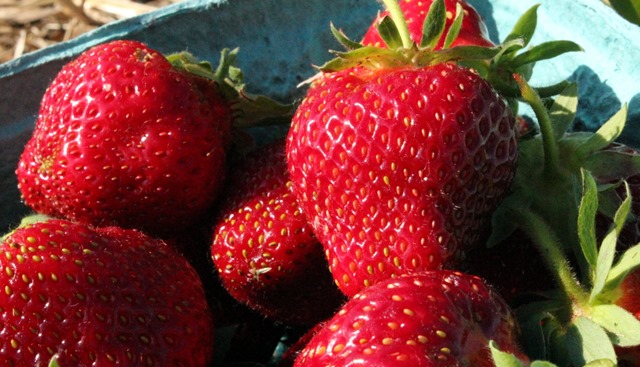 Strawberry Picking