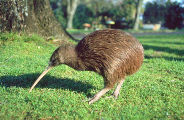  Gambar  Hewan  Aves dan Penjelasannya JASA PENGETIKAN CIBINONG