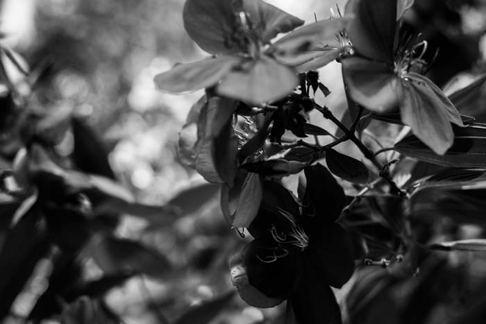 b&w flower photo