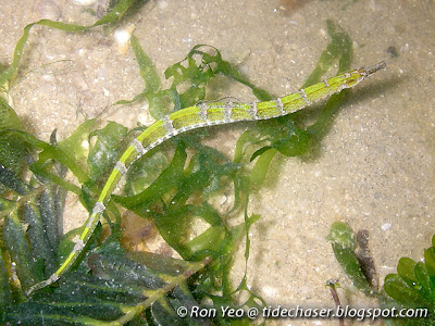 Pipefish (Hippichthys sp.)