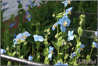 jardin écossais scotish garden