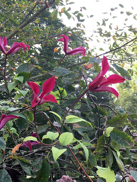 Clematis 'Gravetye beauty'