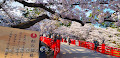 [青森] 弘前公園の桜はさすが！貫禄あり！