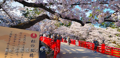 弘前公園の桜はさすが！貫禄あり！