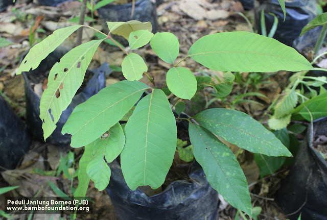 bibit buah langka kalimantan