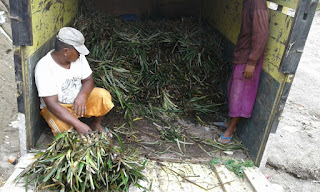 Bibit Nanas Madu Pemalang