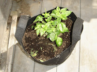 Basil Plants are doing well in Green house