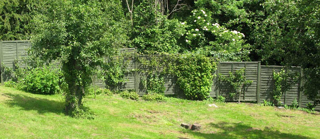 Green-pained panel fence with shrubs in front.