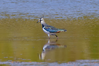 avefria-europea-vanellus-vanellus-en-el-agua-