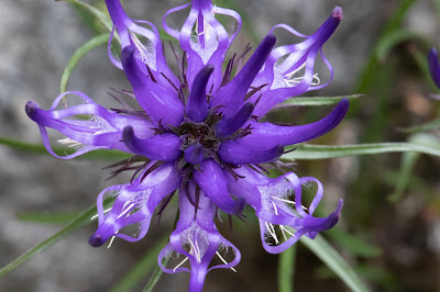 [Campanulaceae] Phyteuma spp. – Rampion (Raponzolo)