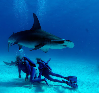 Wonders of the Sea - Fotograma (os diría quiénes son los que salen en la imagen, pero vestidos así no los distingo)