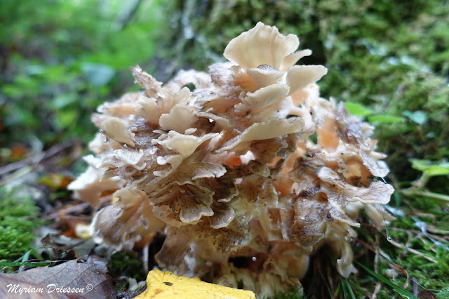 champignon polypore en touffe