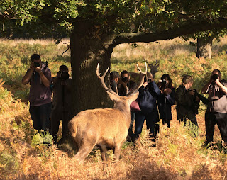   Photographers with a Stag in Front and Behind