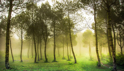 Taman Hutan Jaya Giri Lembang