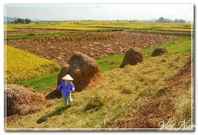 Trên đồng chiều cuối vụ- Lê Thanh Hùng