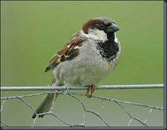 house_sparrow_nigel_blake_470x365