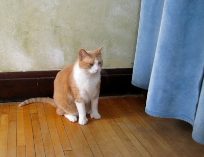 Mojo & our bedroom door