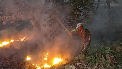  Hutan Kayu Putih di Mojokerto Terbakar
