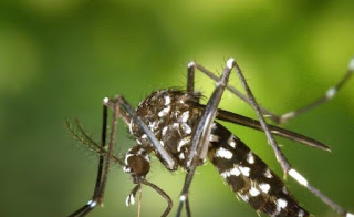Dengue dispara no país, e reagente de testes se esgota