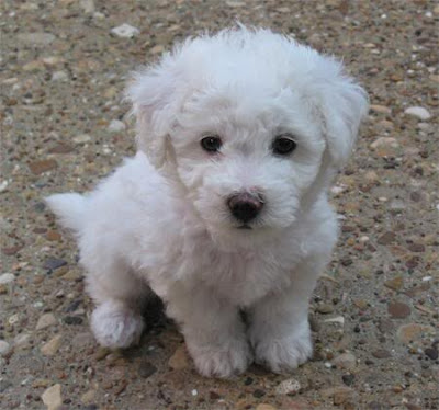 Bichon Frise Puppies Pictures