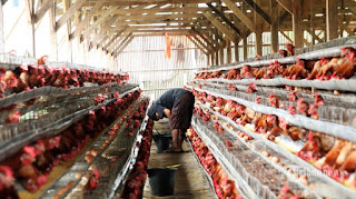 Mungkin banyak yang bertanya bagaimana cara menciptakan sangkar ayam petelur Cara Beternak Ayam Petelur