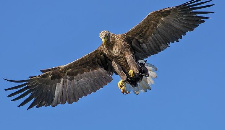 10 Contoh  Hewan  Aves  Beserta Gambar Dan  Penjelasannya 