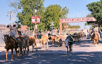 Click for Larger Image of Longhorns Beginning the Cattle Drive