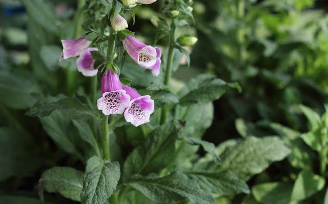 Foxglove Flowers Pictures