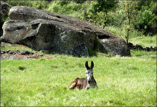 Glória Ishizaka - Vila do Touro - Uma pausa para descanso do burrinho