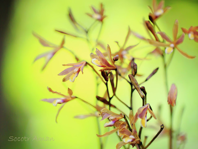 Lecanorchis japonica