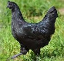 hal - hal yang harus diperhatikan dalam memilih induk betina ayam cemani