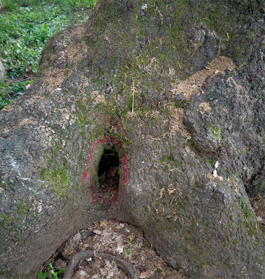 Yogini e Alberi Sacri - Associazione Culturale Orchestès