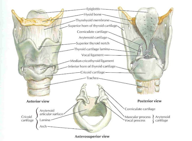 https://blogger.googleusercontent.com/img/b/R29vZ2xl/AVvXsEiaadLlZN4GFTT27z-E_6McjNo8QXdRtmofxUqTvKEdtd_FYCTB50x9fNOrjxg_W0mxl0o-H3hQzo_zHvFZV8vXWmyzhELKhsksXAK5jOkr_8zCTxHS_M8myTeI3bohyiltKuumK2_Zwjct/s1600/Laryngeal+cartilage.jpg