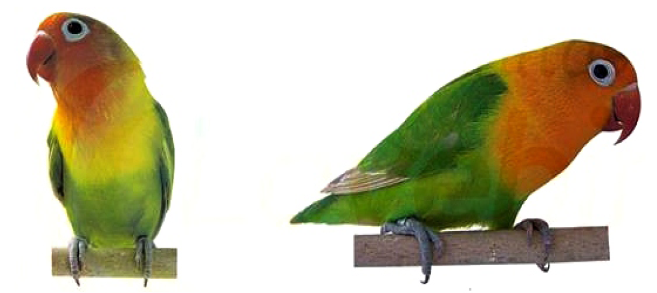 Animasi Lovebird Lebaran