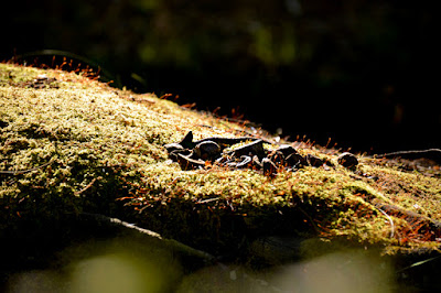 Sweetwater Creek State Park