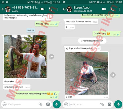 Essen Oplosan Untuk Harian Ikan Patin