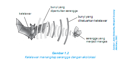 Ide Penting Fungsi Ekolokasi Pada Kelelawar