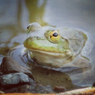 frog