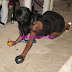 Download Video: Drunk ZIMBABWE Babe Messing Up Big Time Inside a Party – VIDEO + PHOTOS