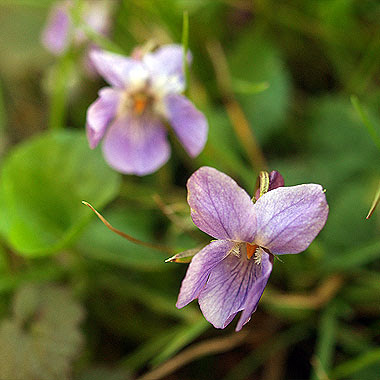 Fiori di Viola canina. Foto di Andrea Mangoni.