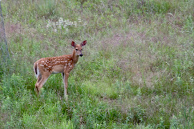 whitetail fawn ignoring mom at pear tree